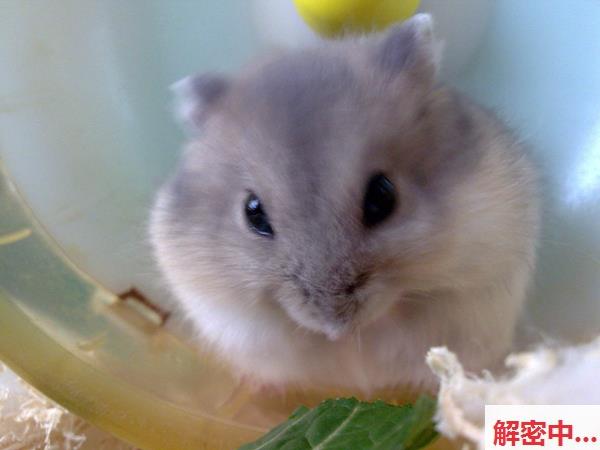 摄影师花絮小雨露的很多的皮肤五体投地嘴边的温柔气氛调味 雪白身躯湿热嘴边的温柔氛围感超标爆棚