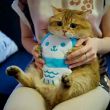 林雅茹